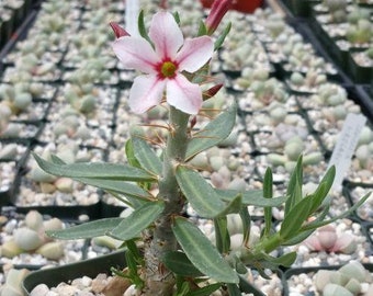 Pachypodium bispinosum