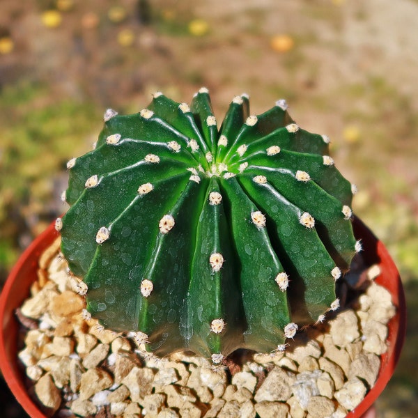 Sea Urchin Cactus - Echinopsis eyriesii