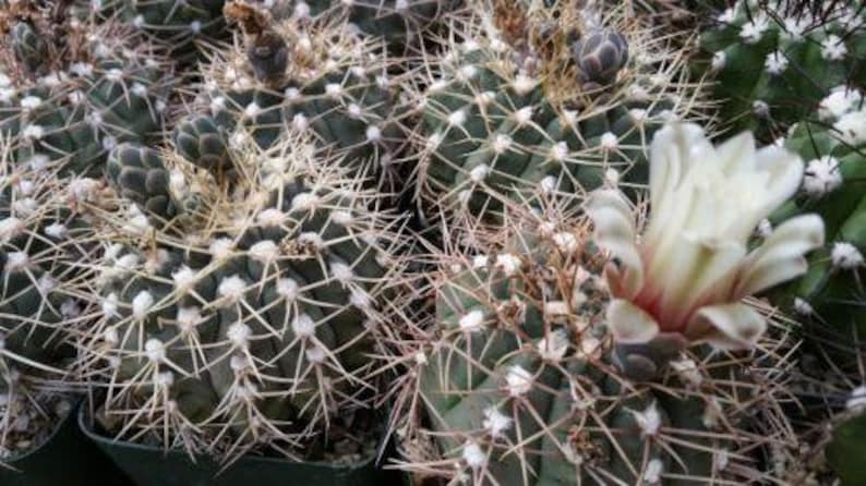 Gymnocalycium piricarpum Cactus Cacti Real Live Succulent Plant