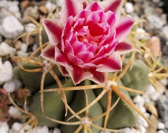 Ferocactus macrodiscus