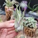 see more listings in the Air Plants section