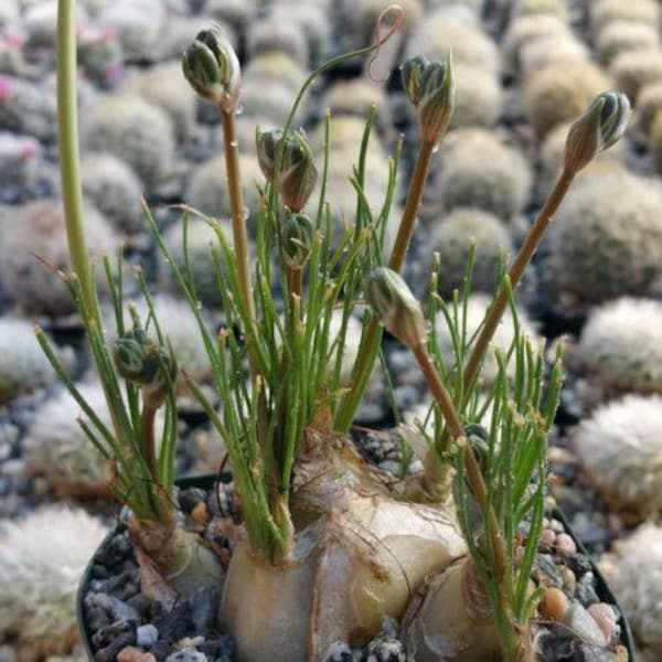 Albuca sp augrabies hills