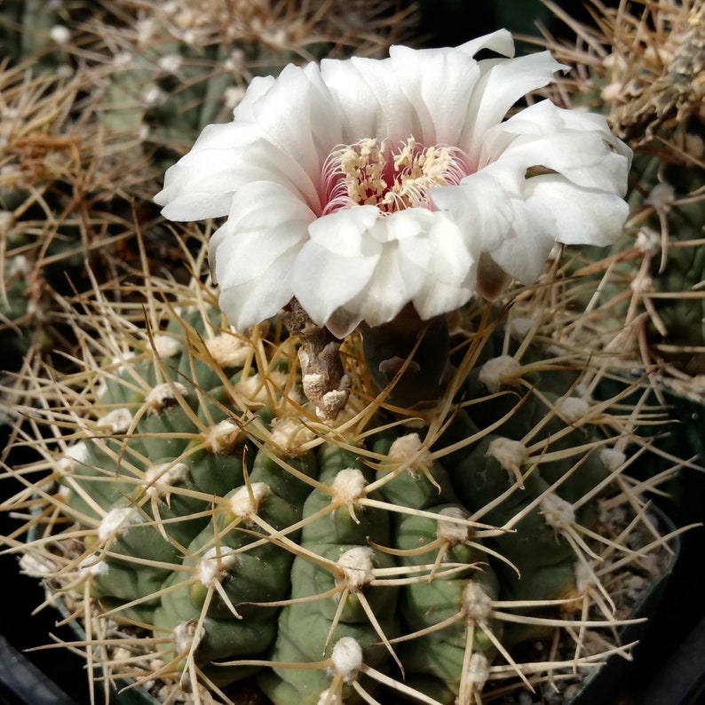 Gymnocalycium piricarpum Cactus Cacti Real Live Succulent Plant