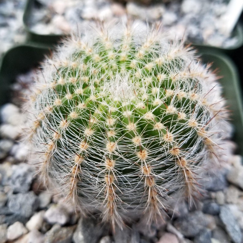 Lobivia Echinopsis aurea v. quinesensis