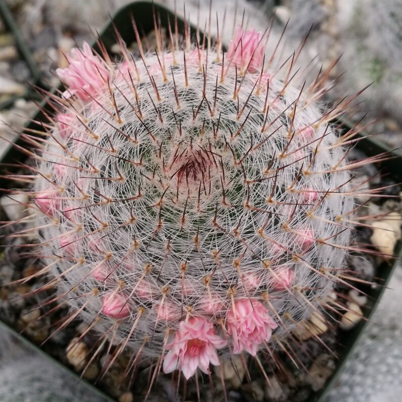 Mammillaria riteriana Cactus Cacti Real Succulent Live Plant