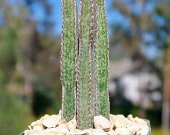 Night blooming cereus 'Peniocereus greggii'