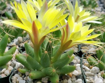 Mammillaria longimamma