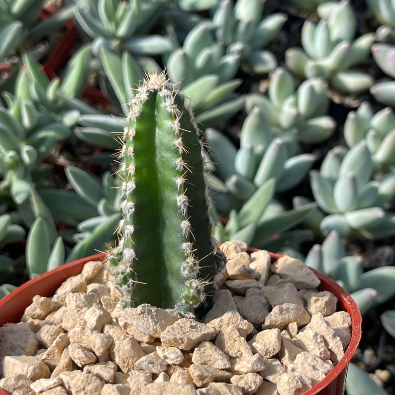 Acanthocereus Tetragonus Fairy Castle Cactus Cactus Cacti Real Succulent Live Plant Gardening Plants Floral Garden Crafts Delage Com Br