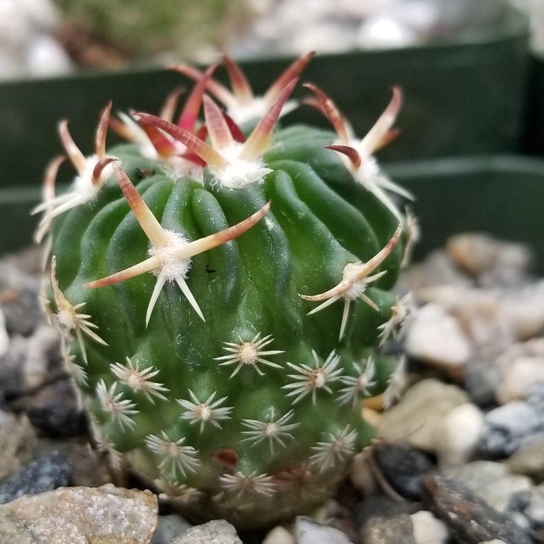 Echinofossulocactus phyllacanthus v. violaciflora