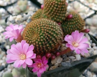 Rebutia perplexa