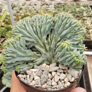 Myrtillocactus geometrizans crested