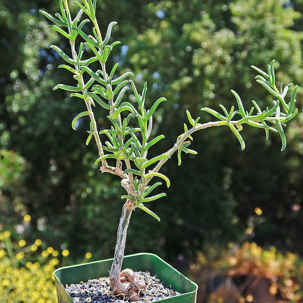 Donkey Fig - Mestoklema tuberosum