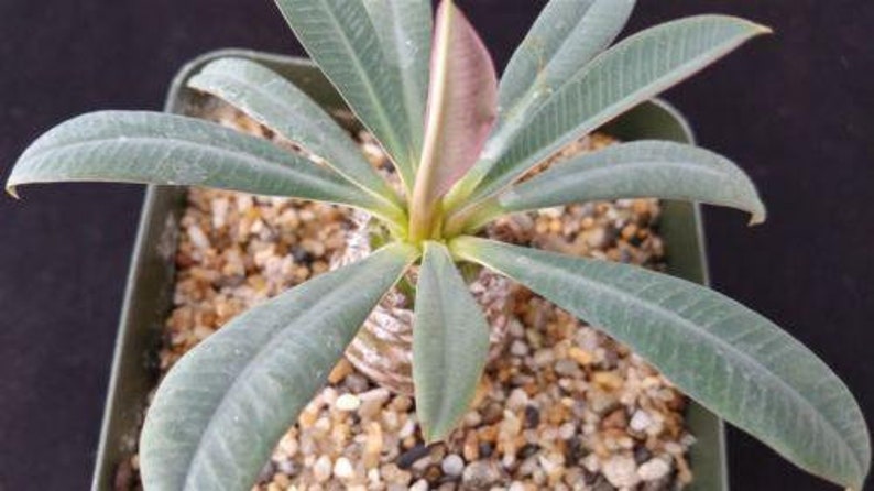 Euphorbia pachypadioides Cactus Cacti Real Succulent Live Plant