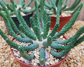 Euphorbia esculenta inhermis Large