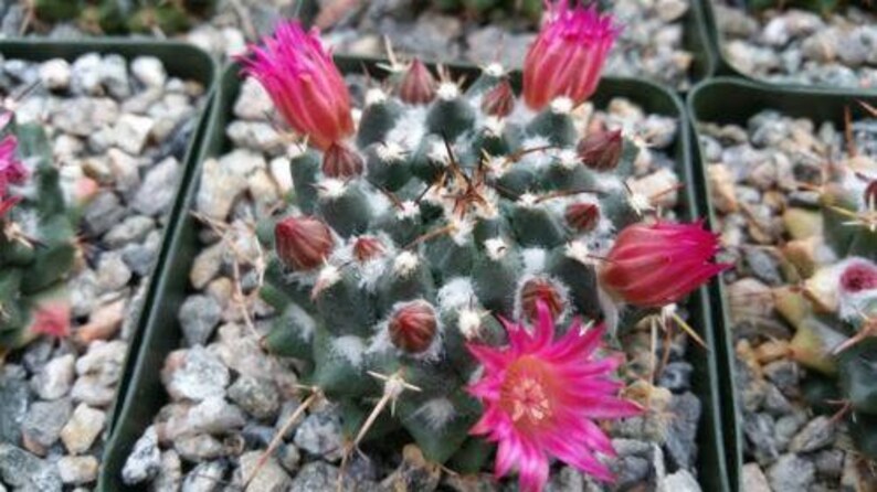 Mammillaria bucareliensis Cactus Cacti Real Succulent Live Plant
