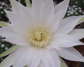 Domino Cactus - Echinopsis subdenudata 'fuzzy navel'