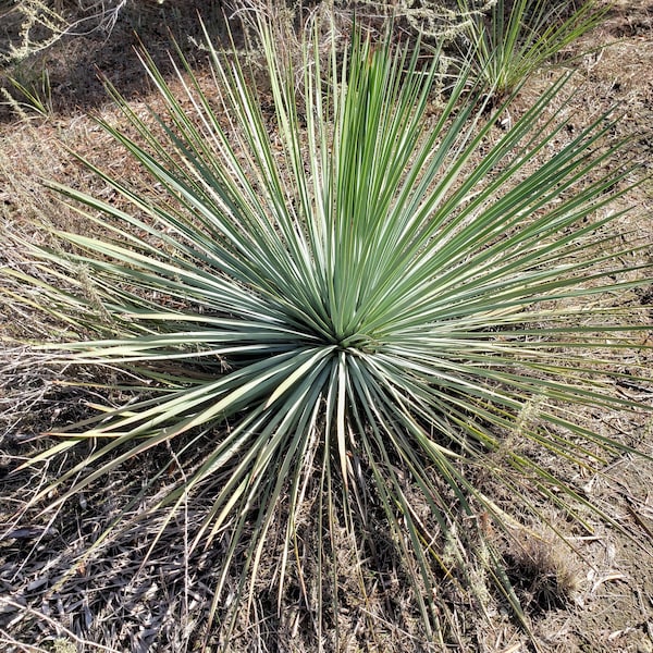 Chaparral Yucca - Hesperoyucca whipplei