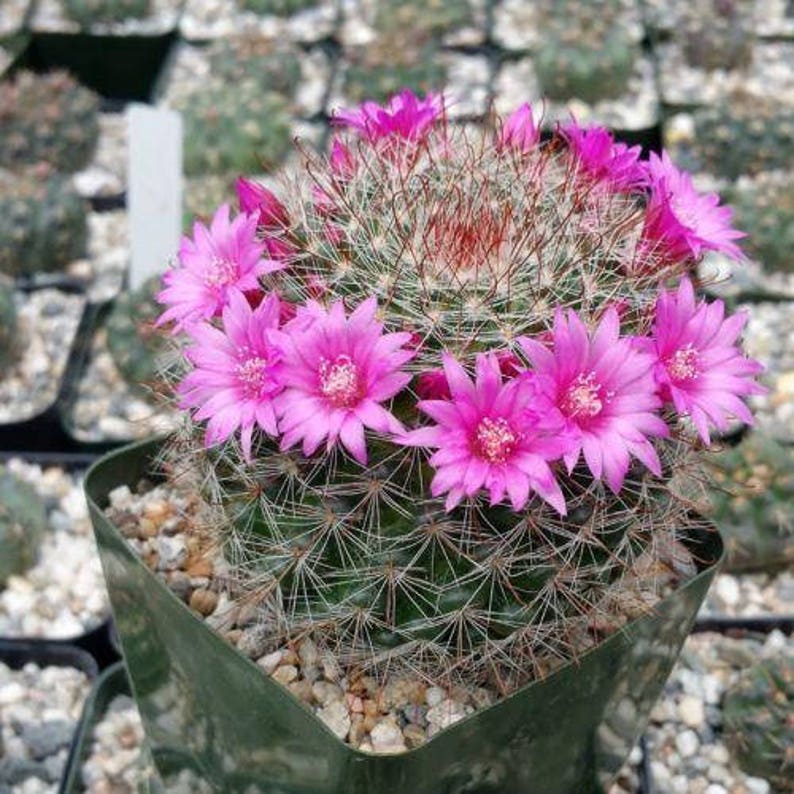 Mammillaria zeilmanniana Cactus Cacti Succulent Real Live Plant