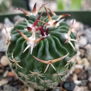 Echinofossulocactus phyllacanthus v. violaciflora