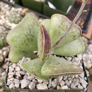 Adromischus triflorus &#39;Calico Hearts&#39;