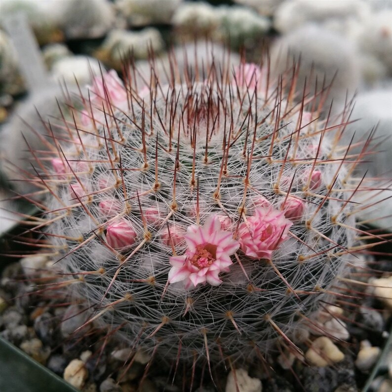 Mammillaria riteriana Cactus Cacti Real Succulent Live Plant