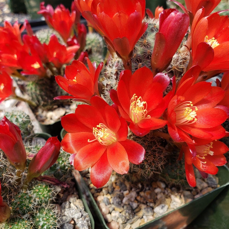 Rebutia sanguinea