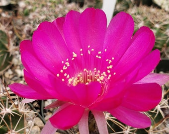 Sulcorebutia mentosa