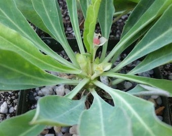Euphorbia bupleurifolia
