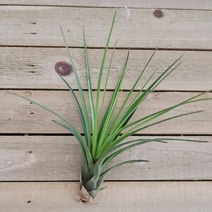 Tillandsia Melanocrater Tricolor image 3