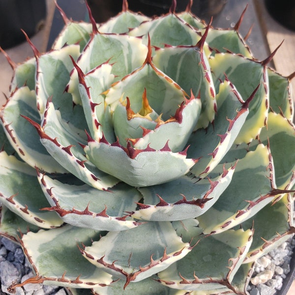 Variegated Butterfly Agave - Agave potatorum 'Kissho Kan'