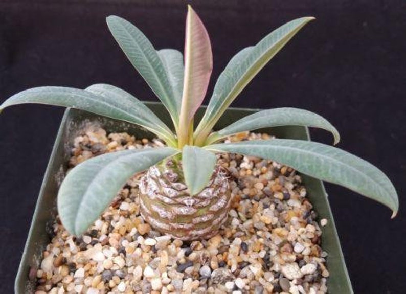 Euphorbia pachypadioides Cactus Cacti Real Succulent Live Plant