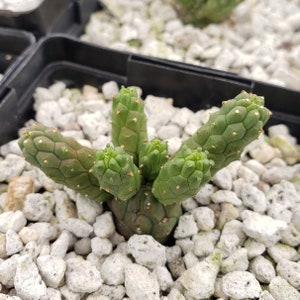Euphorbia pachypadioides  Cactus Cacti Real Succulent Live Plant