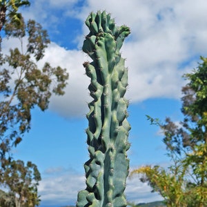 Monstrose Apple Cactus &#39;Cereus peruvianus monstrose&#39;