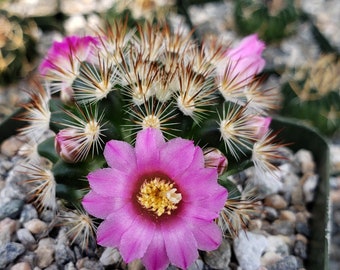 Mammillaria lauii subducta