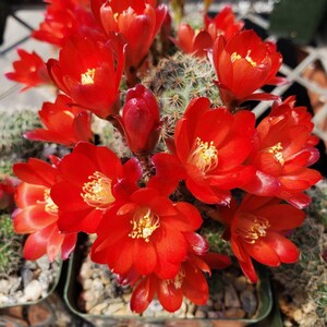 Rebutia sanguinea