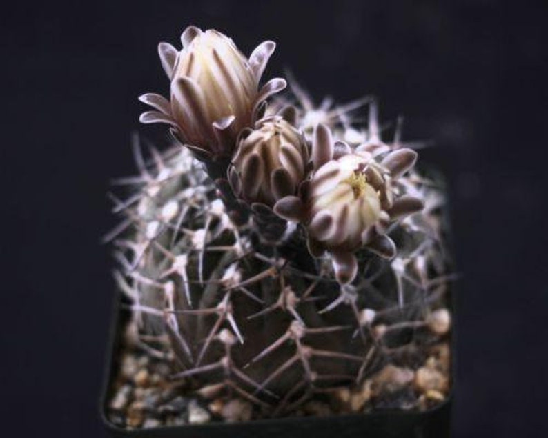 Gymnocalycium piricarpum Cactus Cacti Real Live Succulent Plant