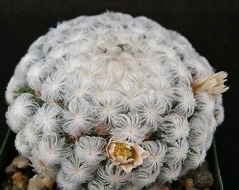 Mammillaria plumosa