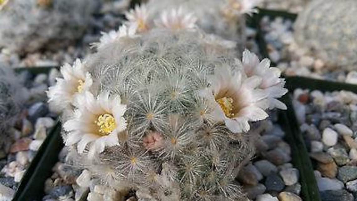 Mammillaria Plumosa Etsy