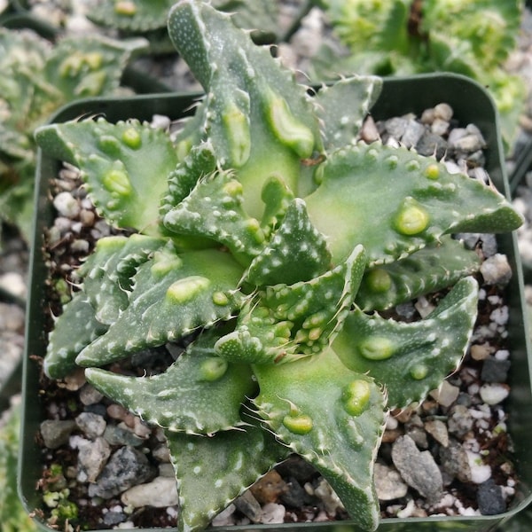 Faucaria tuberculosa soto