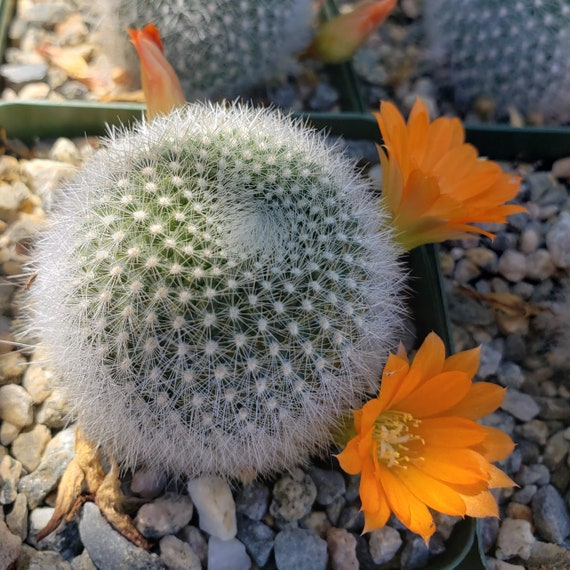 Rebutia flavistyla Cactus Cacti Succulent Real Live Plant Rebutia flavistyla Cactus Cacti Succulent Real Live Plant
