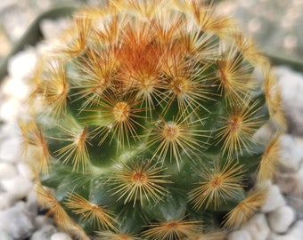 Mammillaria carmenae