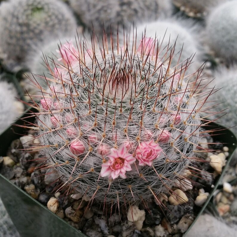 Mammillaria riteriana Cactus Cacti Real Succulent Live Plant