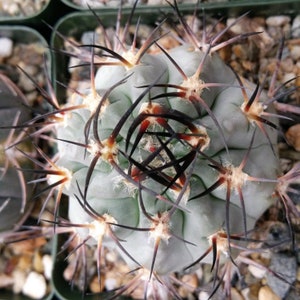 Acanthocalycium glaucum