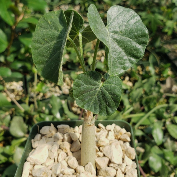 Ipomoea albivenia