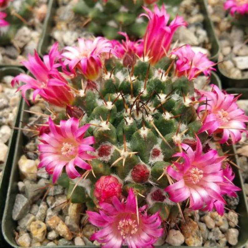Mammillaria bucareliensis Cactus Cacti Real Succulent Live Plant