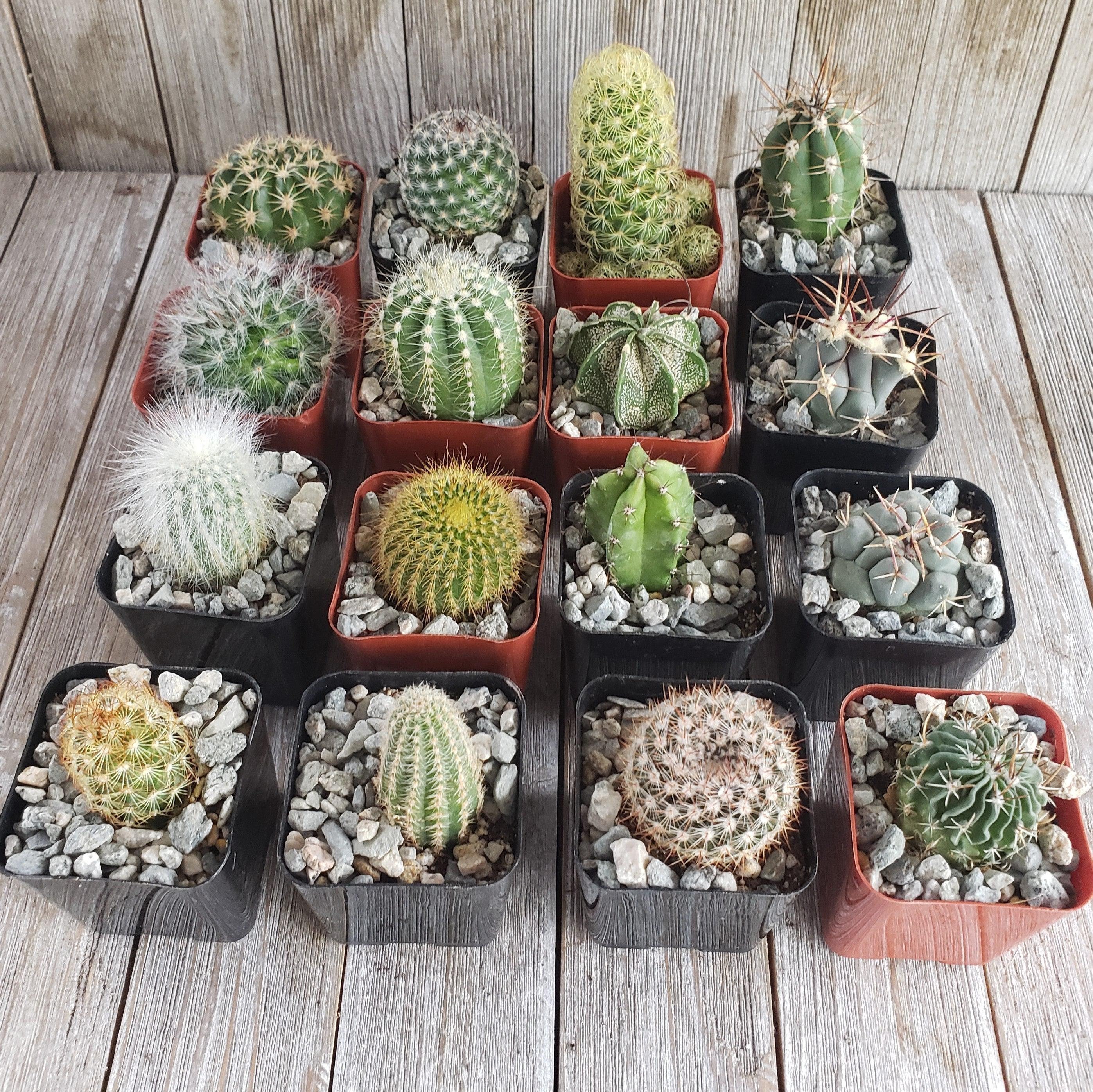 Assorted 2-inch Cactus 16-pack 