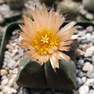 Astrophytum myriostigma var. nudum