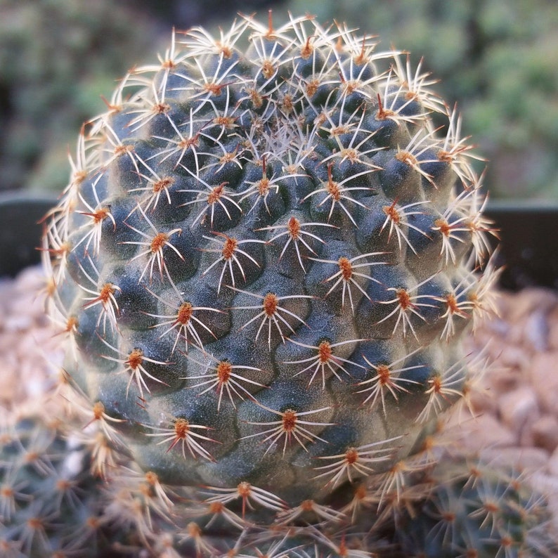 Rebutia sanguinea