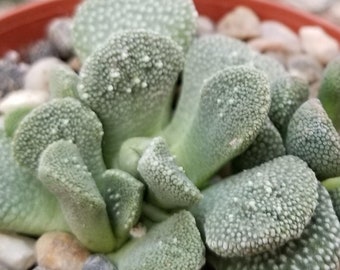 Aloinopsis villetii