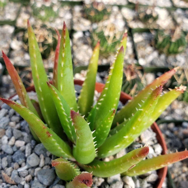Albums 97+ Images is aloe vera part of the cactus family Full HD, 2k, 4k